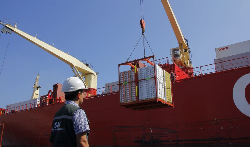 Cifras entregadas por el SAG afirman que China y Estados Unidos son los principales destinos de la fruta chilena
