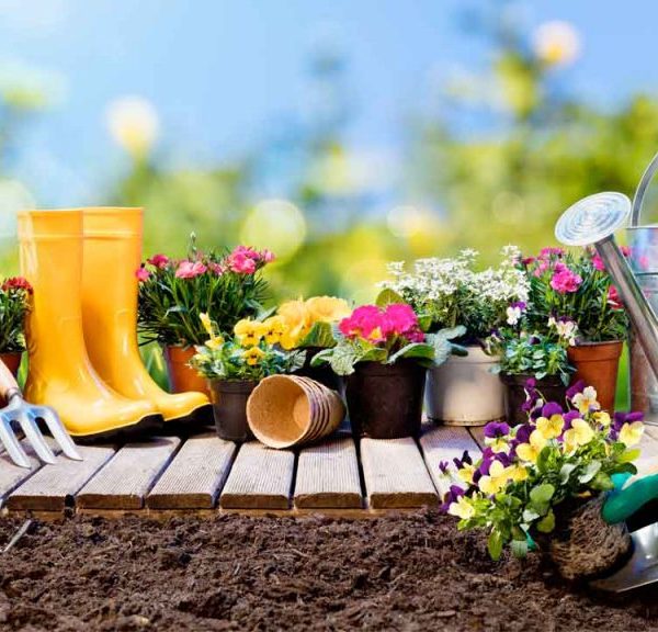 Consejos de Jardinería: Secretos para Cultivar Tu Jardín Perfecto