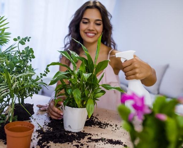 Cómo cuidar plantas de interior: secretos para mantenerlas saludables y felices